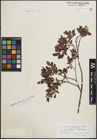Foto von Salix lapponum L. x Salix myrtilloides L.